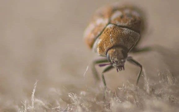 What are the health benefits of a dirty carpet?-rugeast