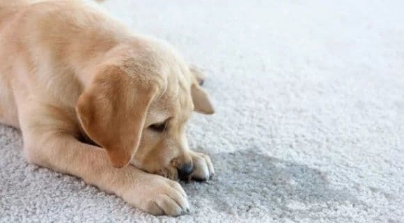 Why do carpet stains and odors reappear and how can they be remedied?-rugeast