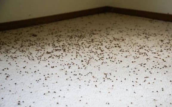 What are the health benefits of a dirty carpet?-rugeast